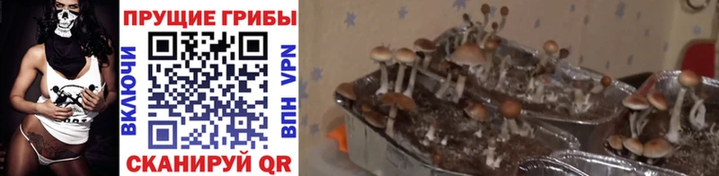 Псилоцибиновые грибы мицелий  Новомосковск 
